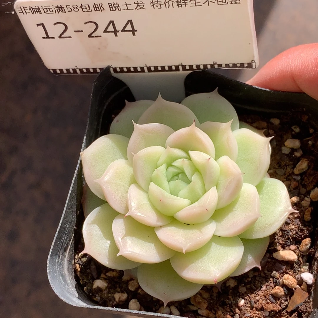 麦秆优选精品多肉58包邮