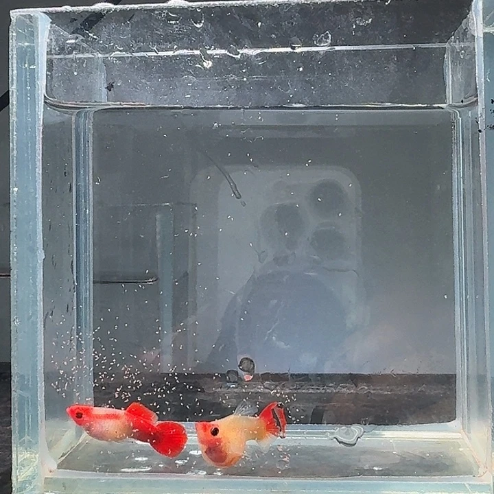 孔雀鱼红头玻璃猫短球1对