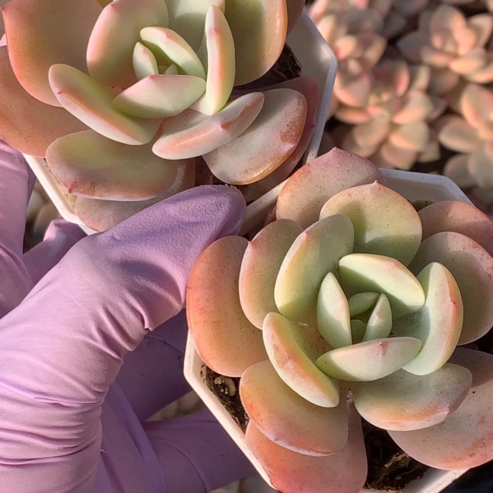 奶茶  一代  （不满9.99发叶子）