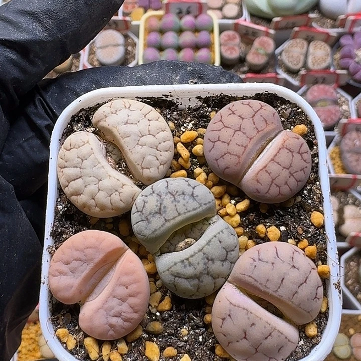 荒玉生石花2:：。紫折。 398号