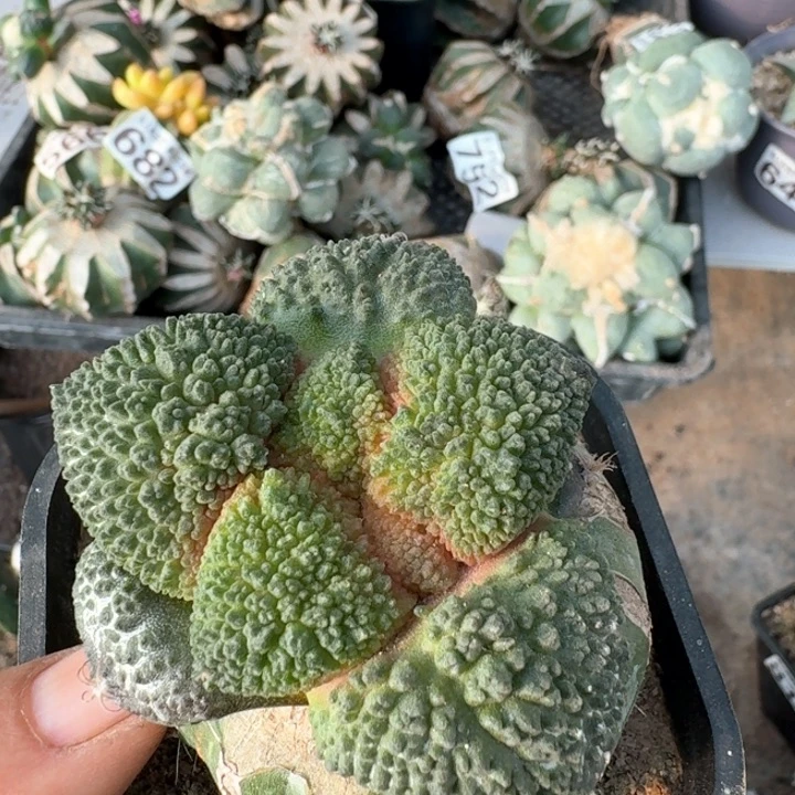 982细密丸叶大尤哥斯拉牡丹