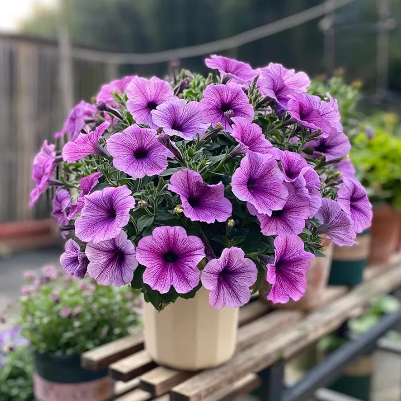 矮牵牛盆栽重瓣单瓣牵牛花室内外好养阳台盆栽四季开花冰淡粉花苗