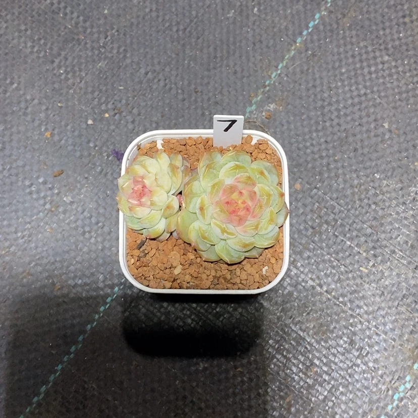 【闪购商品】紫*可乐珍妮7多肉