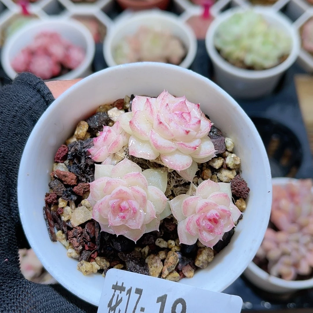 花17-19白天鹅小群