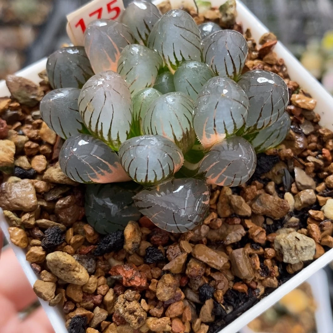 175冰灯玉露锦一物一图