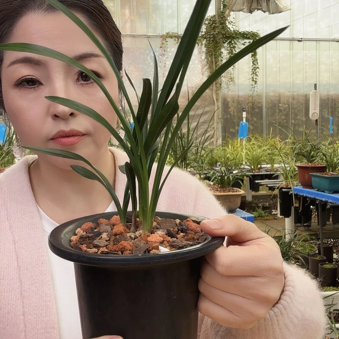 全部花苞浙***馆绿云带花4苗