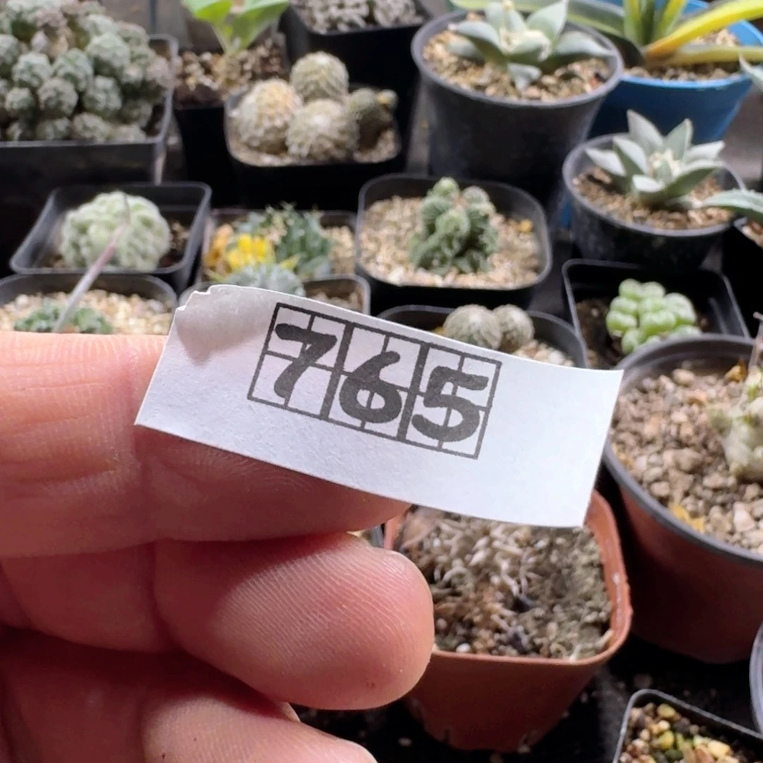 肯***鸡765推进器芦荟脱土发货