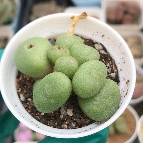 多肉肉锥 9头青团