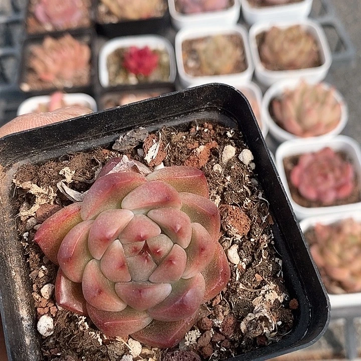 多肉植物一物一拍00077