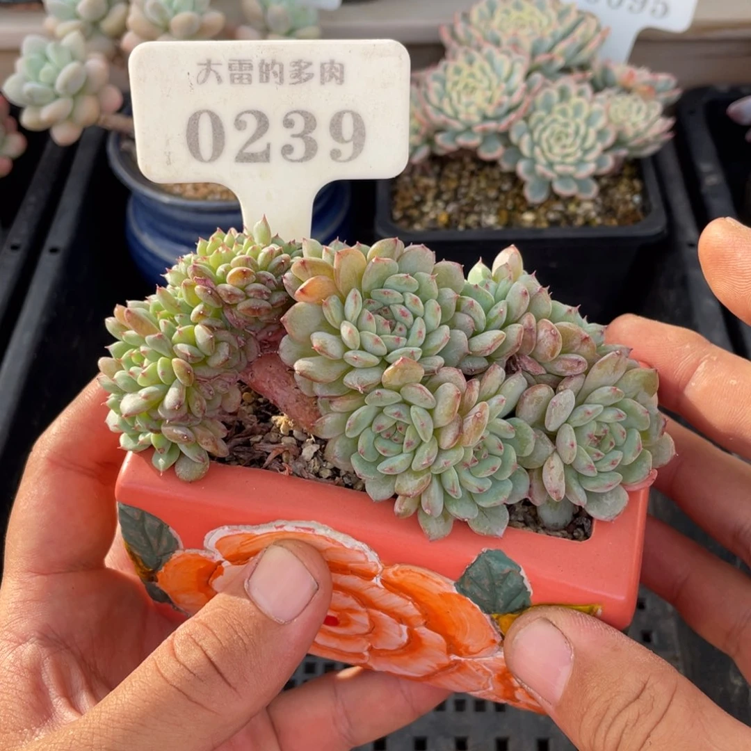 0239白胖子缀不带盆12厘米