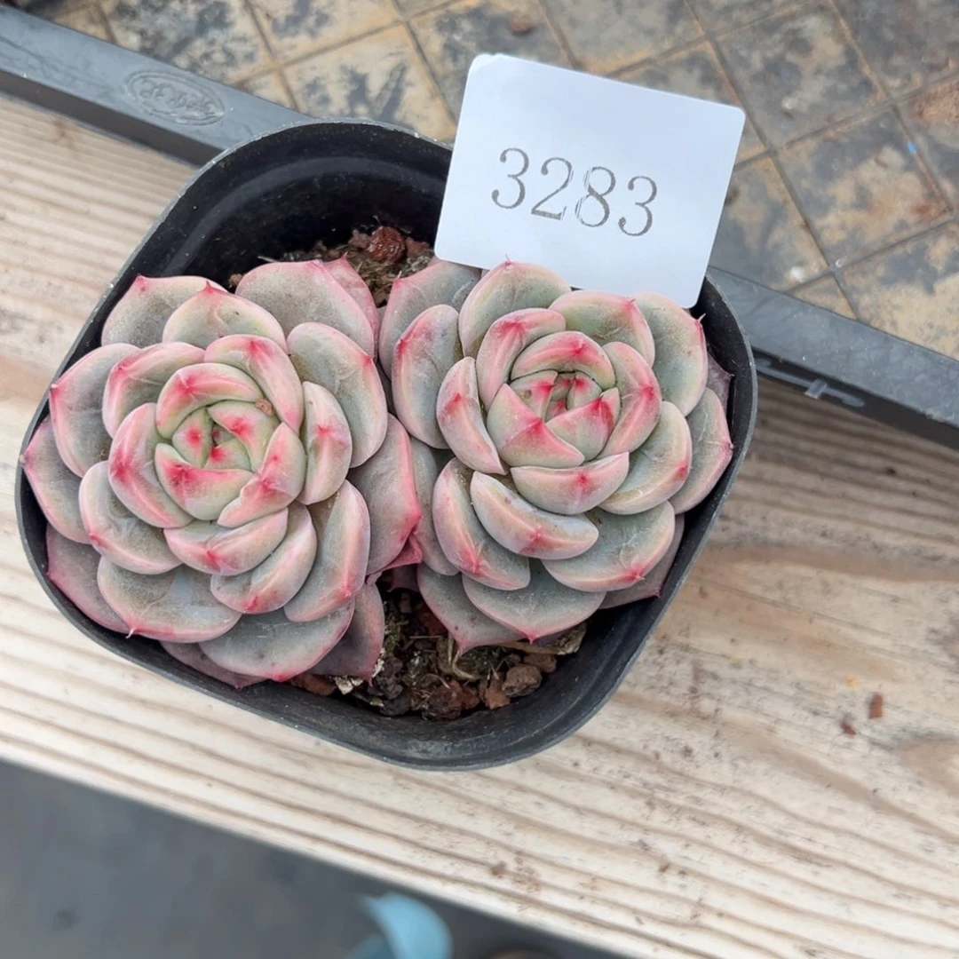 王*宇3283多肉多多多多