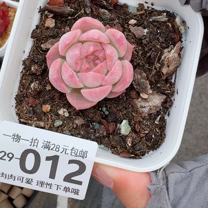 梦幻泡影多肉多肉多肉植物多肉