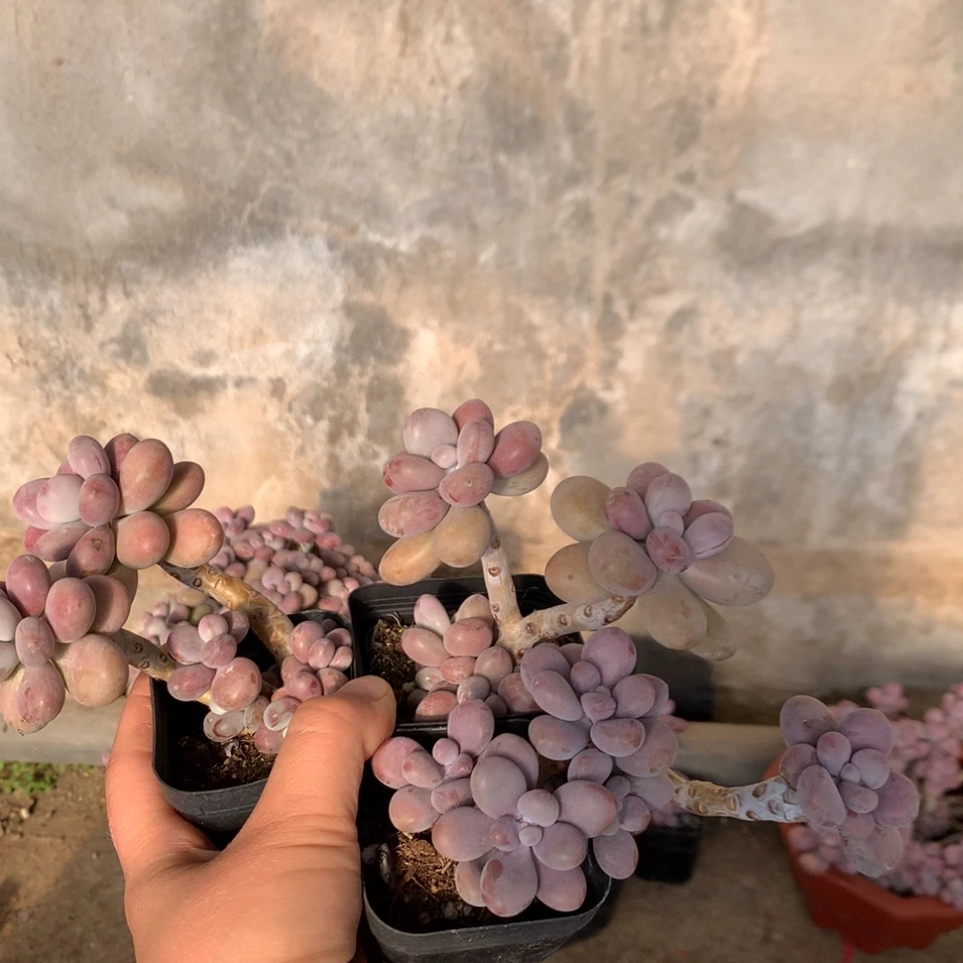 桃蛋老桩不带盆3颗4号