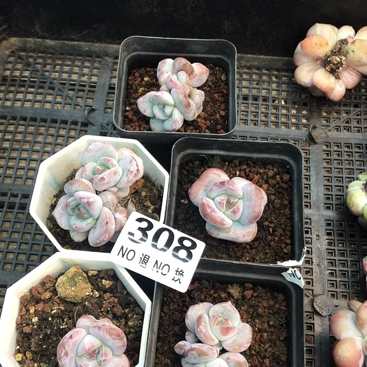 星影石榴籽福利出咯 308