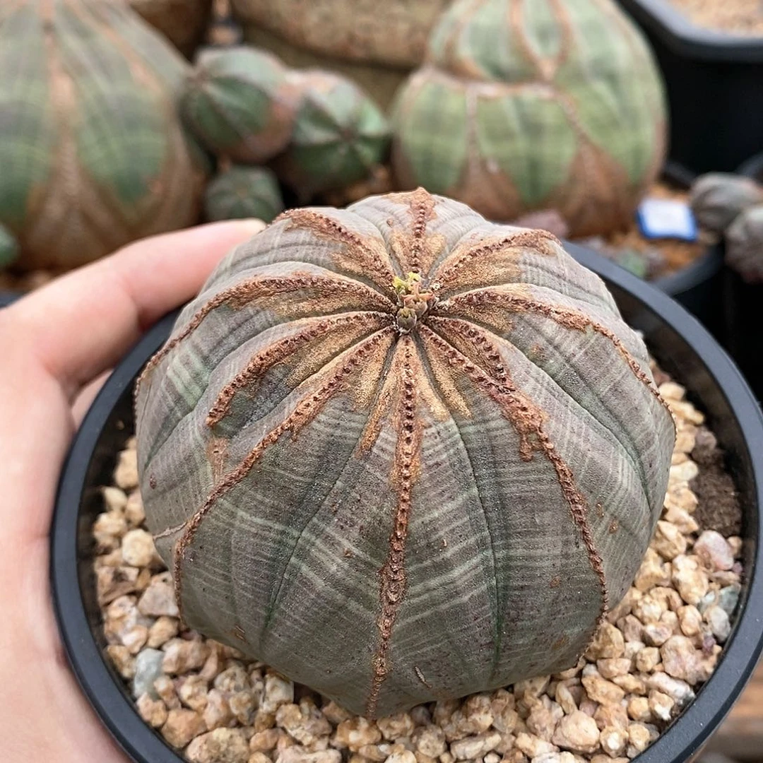 欧系布纹球多肉植物