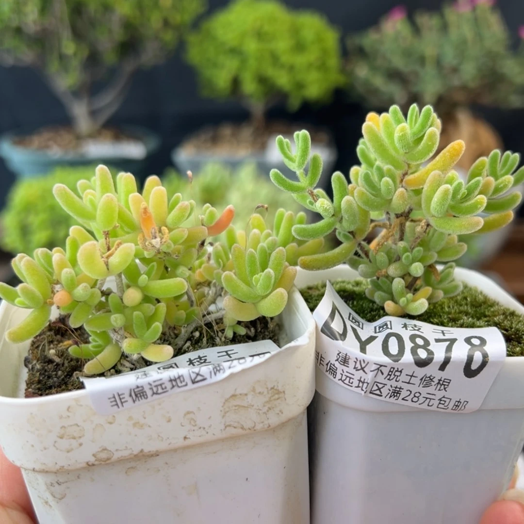 【闪购商品】dy0877878钻石黄实生小可爱开播炸