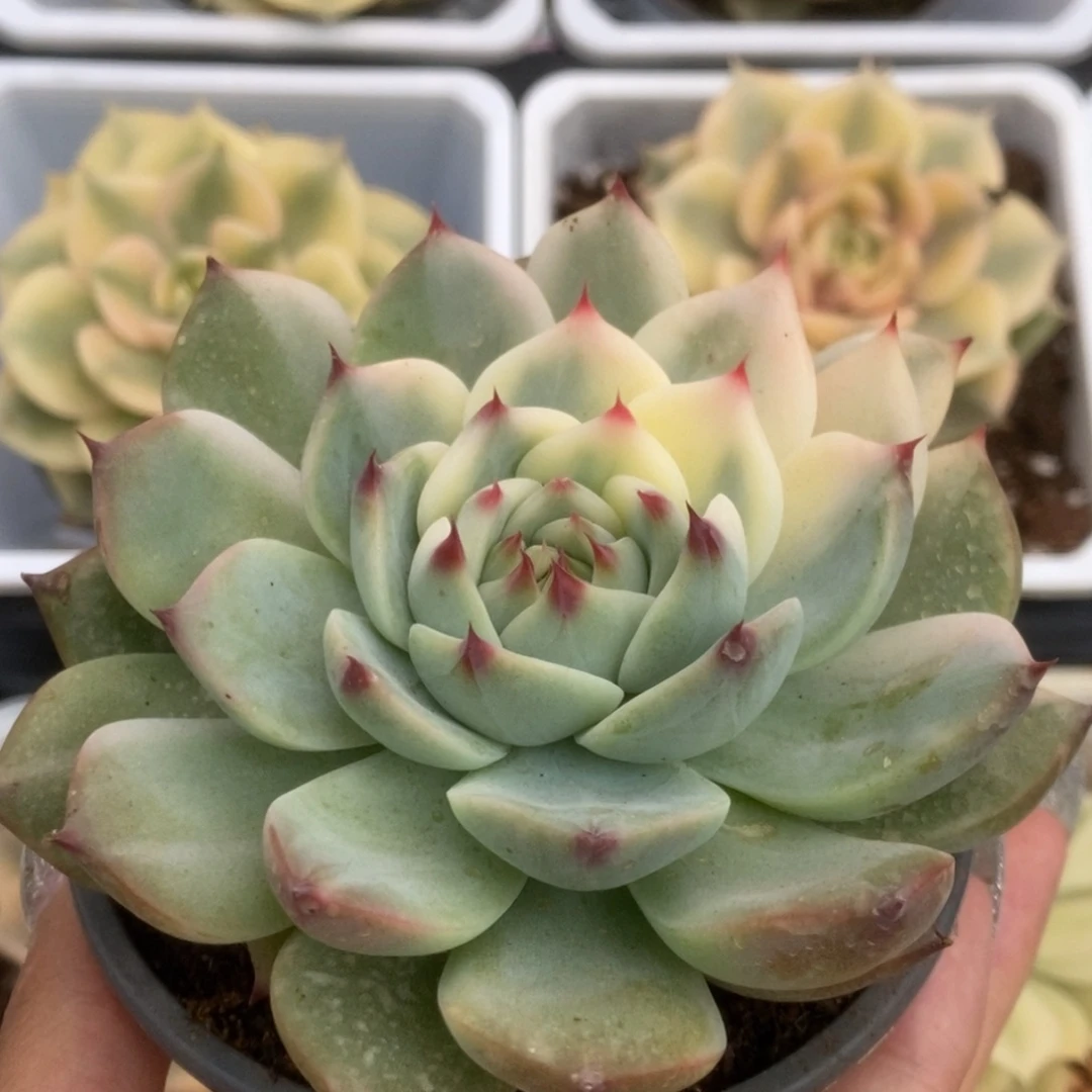 063锦锦锦锦锦锦锦锦