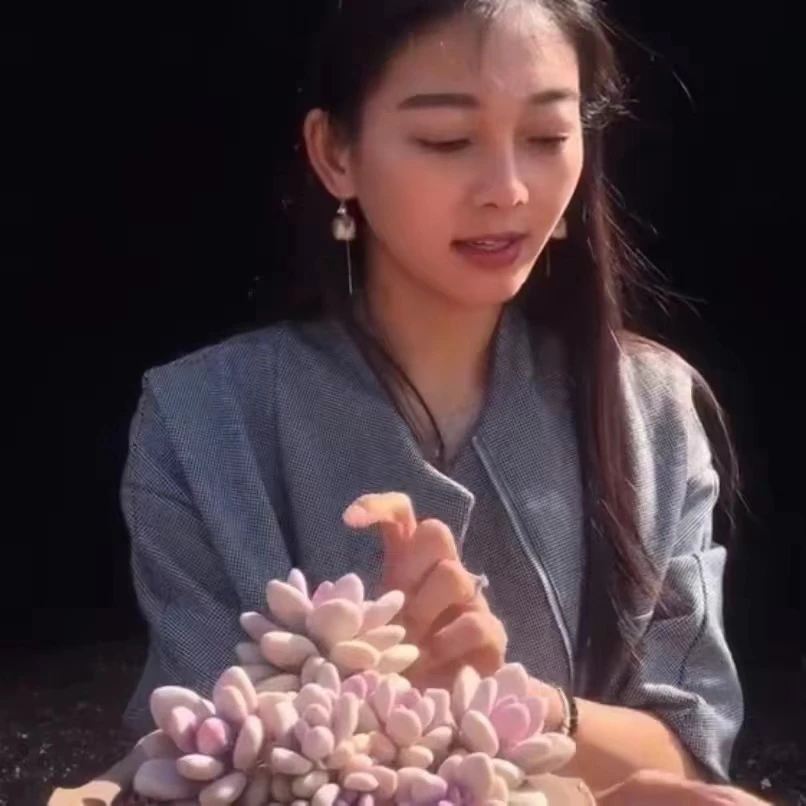 云漫多肉 临时品 多肉植物新手必入容易上色易扎根