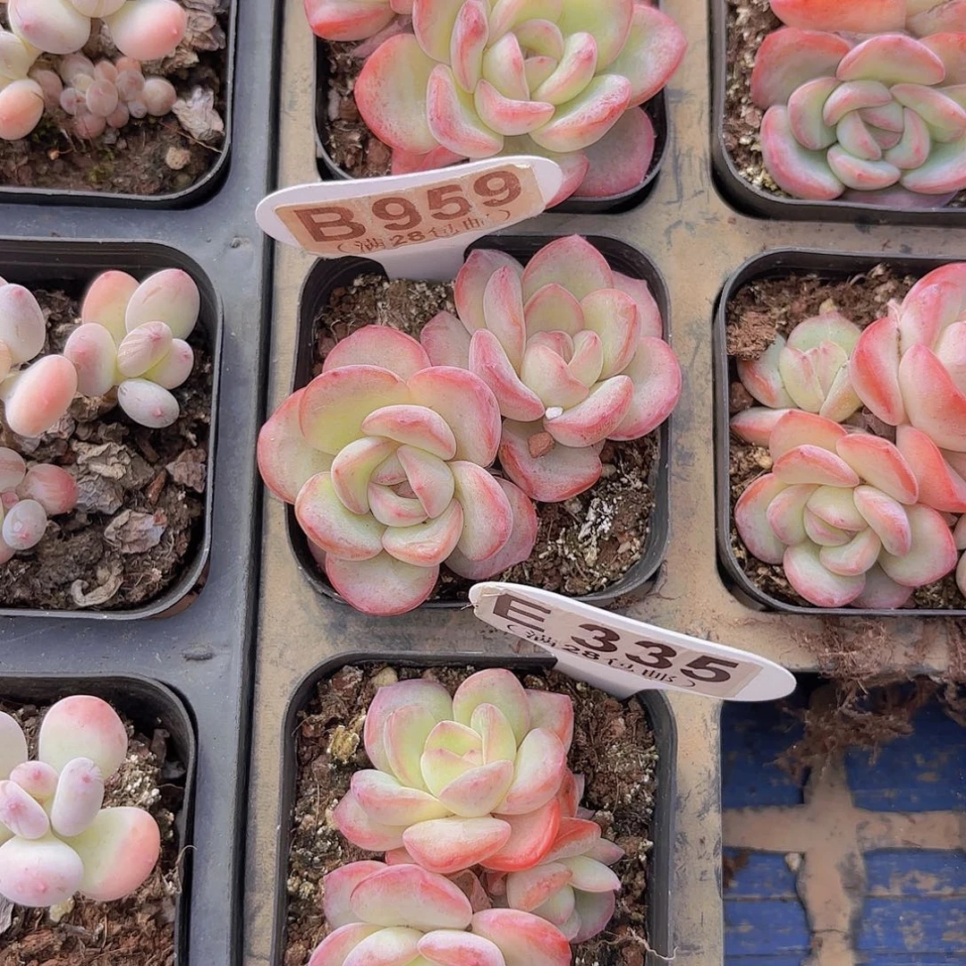 B959泡芙一物一拍