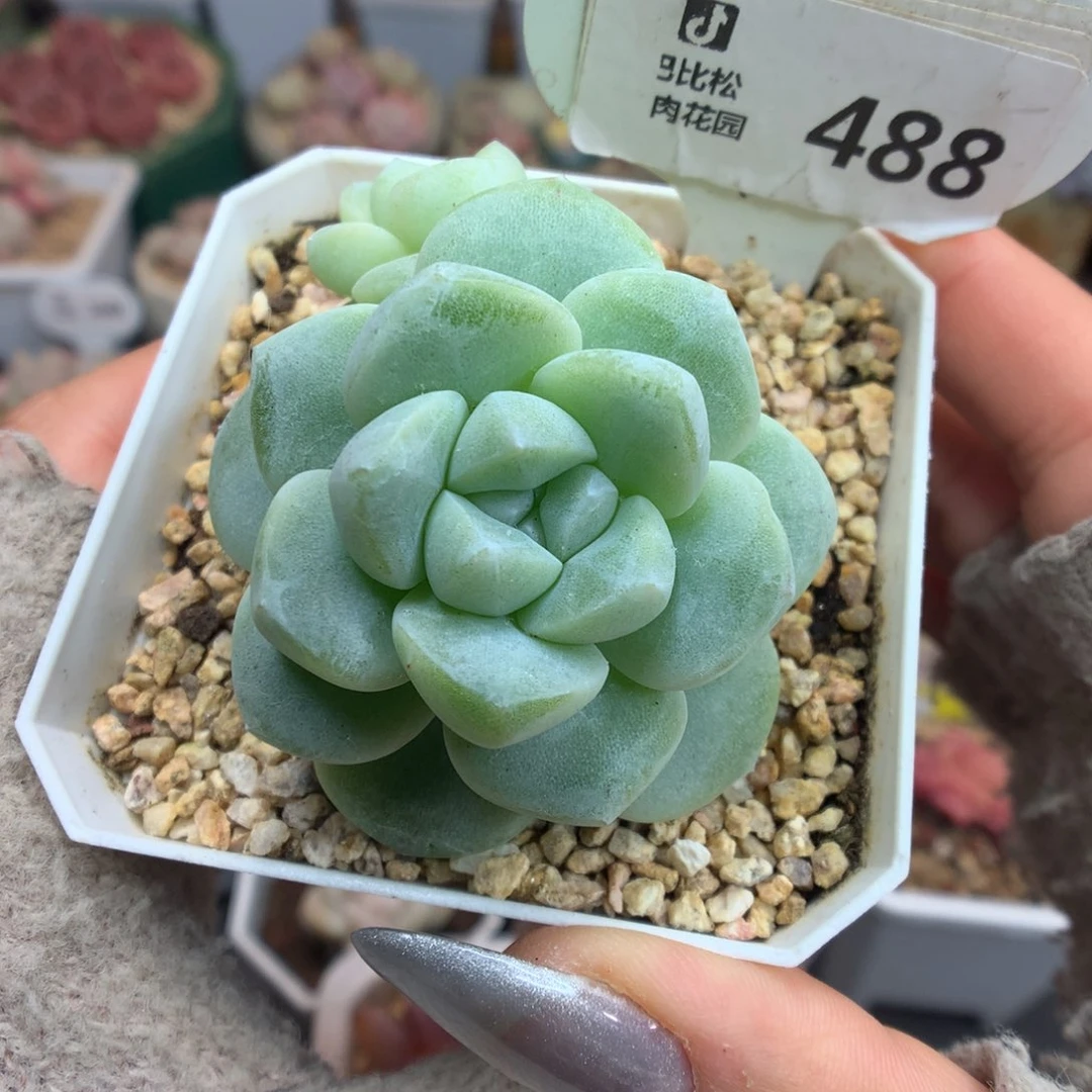 488双头异色冰玉石化多肉
