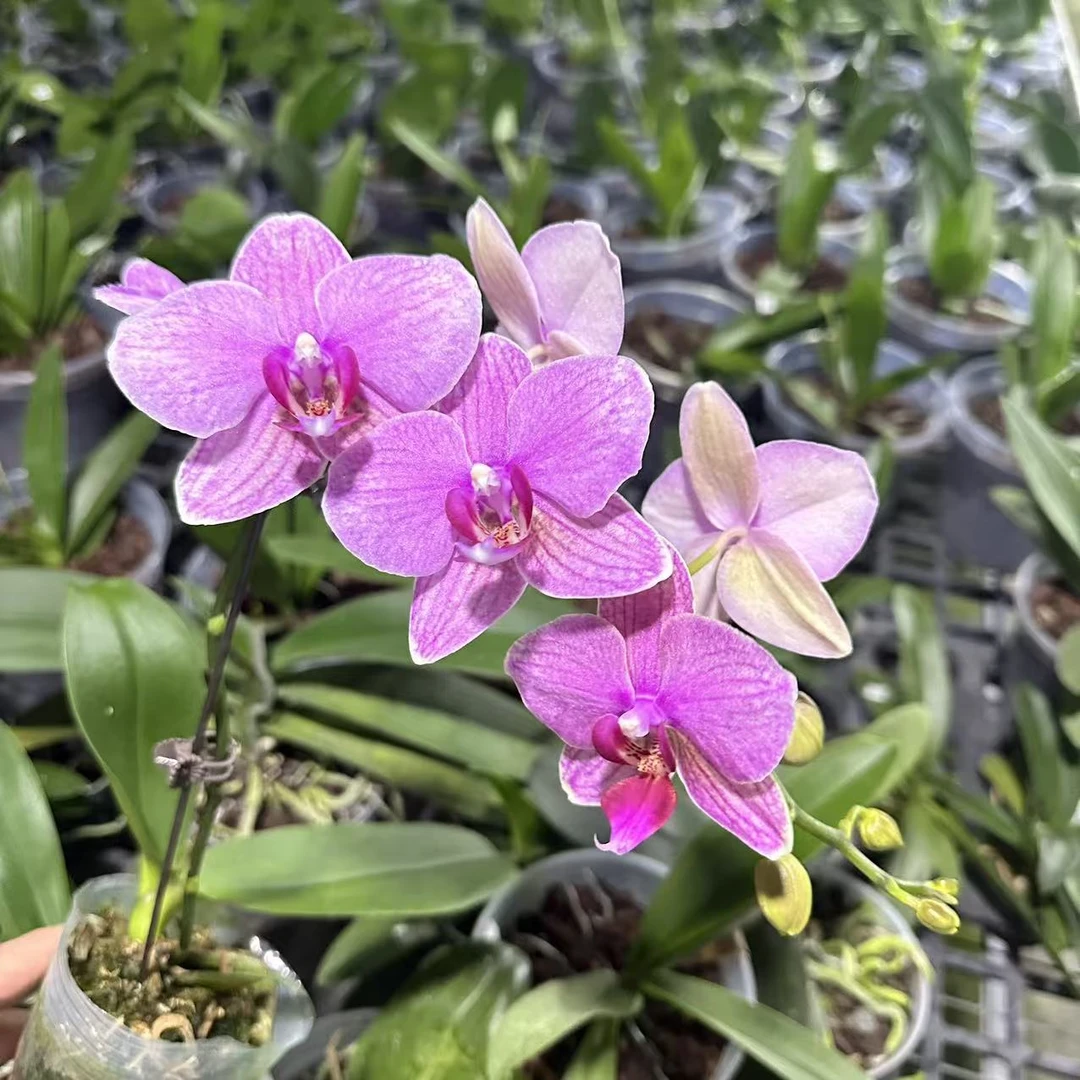 【粉闪电】2.8寸杯粉色系中花型 高品质精品蝴蝶兰