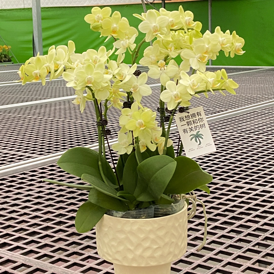 薄荷糖 中花型 绿色好养耐养开爆 欧品蝴蝶兰  基地直发