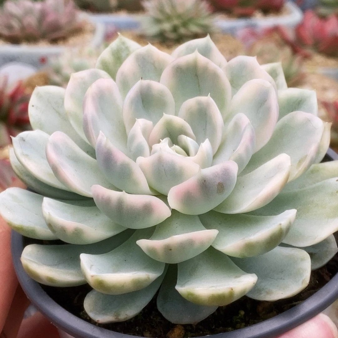 61雪球锦锦锦锦锦锦锦锦