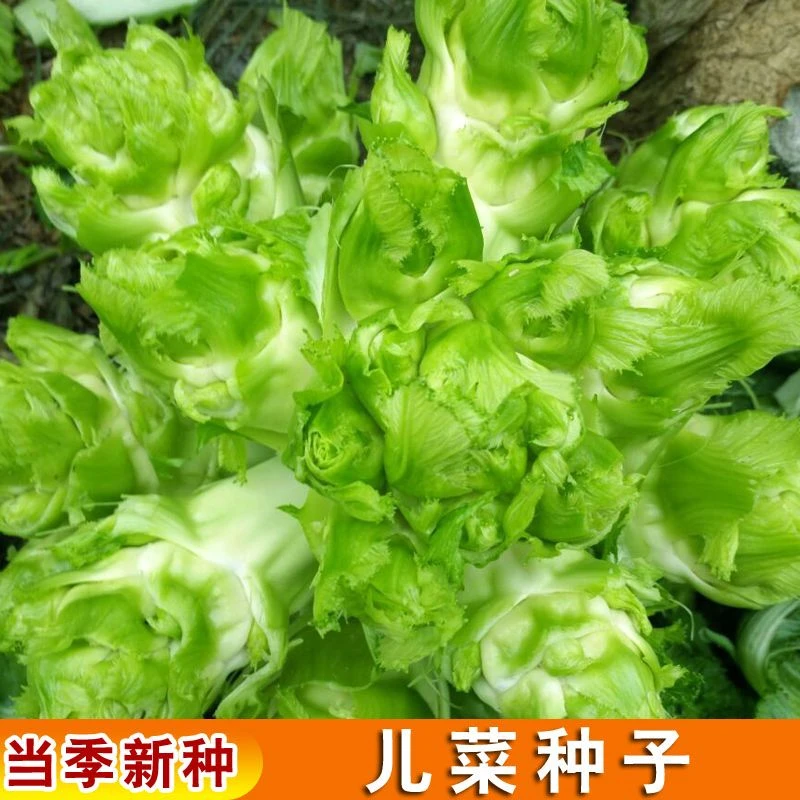 儿菜种子芥菜种籽宝宝播种菜种植秋季图片播蔬菜种子儿菜抱儿菜子