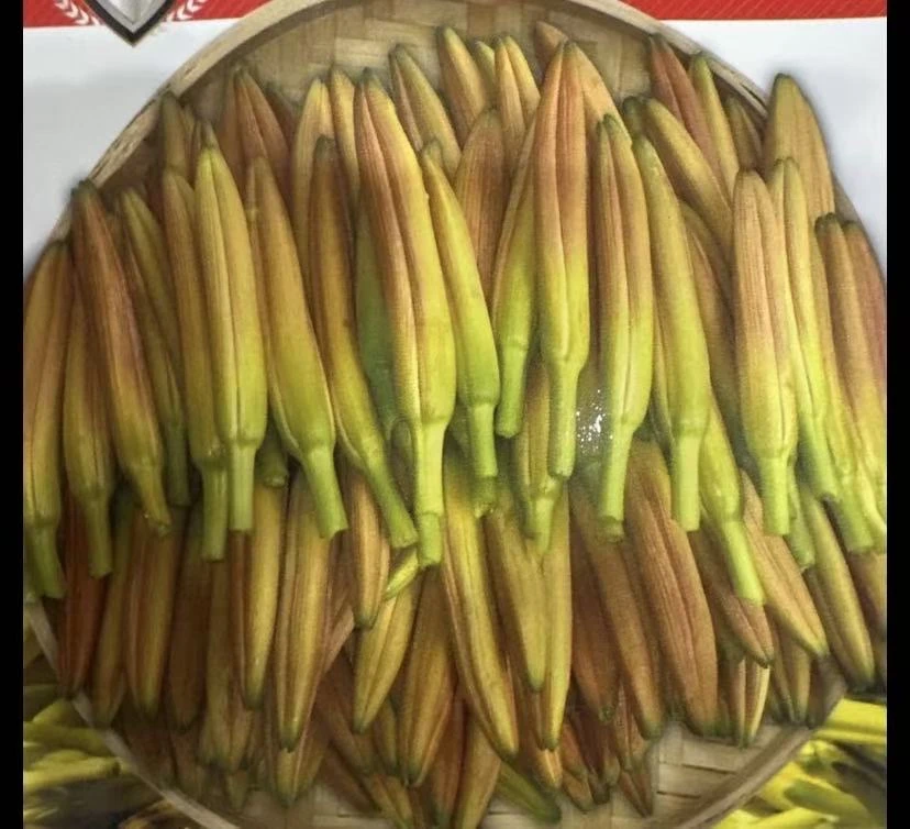 【黄花菜种子】当年开花黄花苗根四季金针菜苗