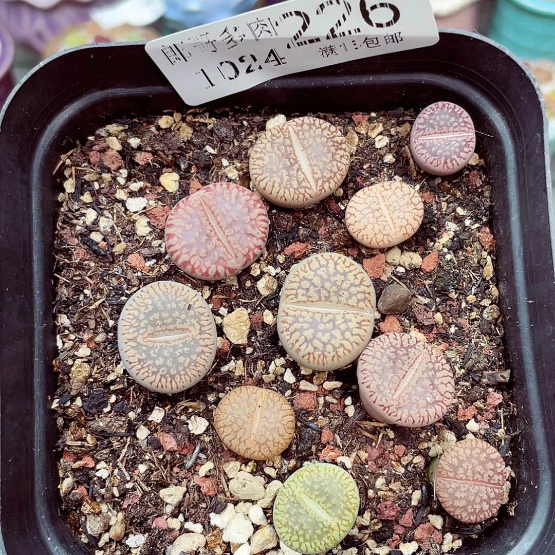 生石花满18包邮1024-226
