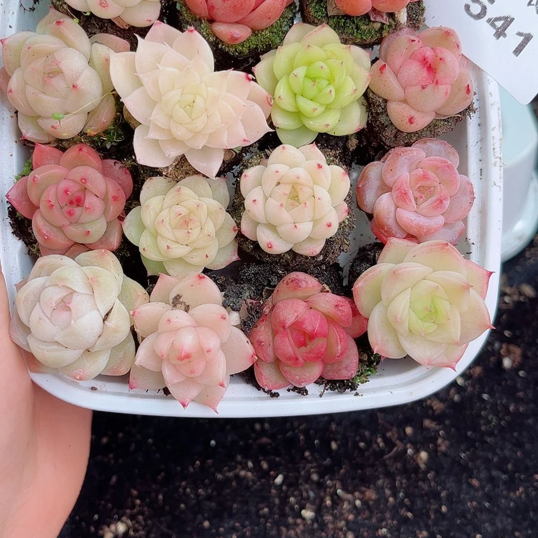 彬*彬1-541 新疆西藏内蒙不发零度以下拍保温箱不拍不包损