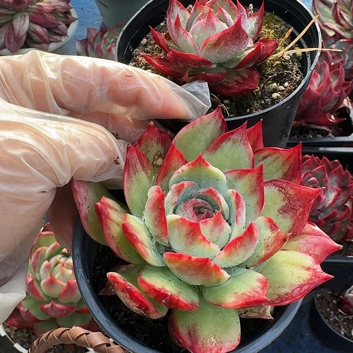 惊鸿仙子量拍立叶拉丝 7 公分➕小迷你拉丝 3 公分