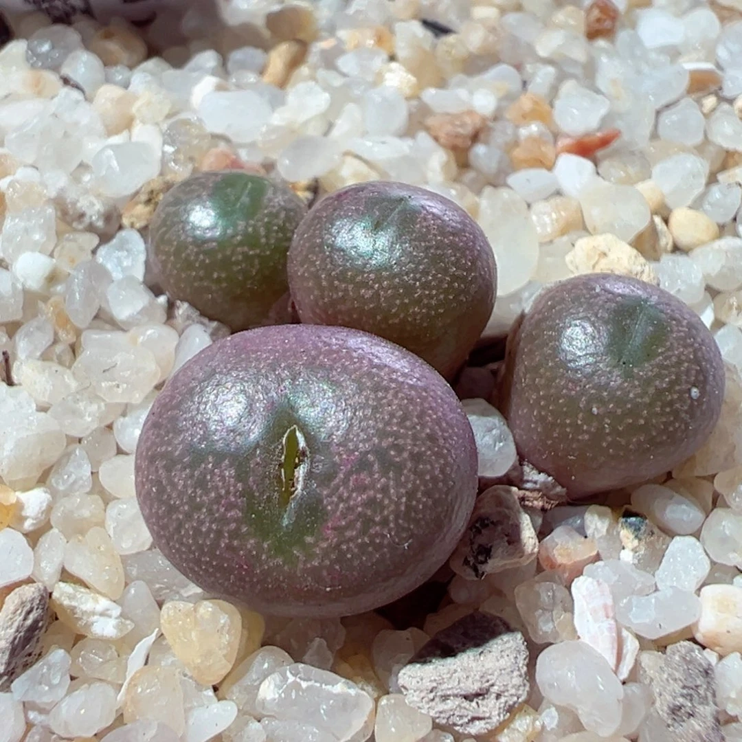 211–467多肉小海豚