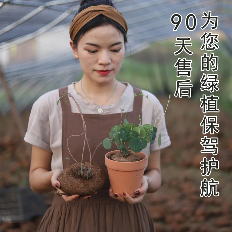 红藤山乌龟耐旱室内爬藤绿植冰蓝圆叶水培植物多肉盆栽办公室趣味