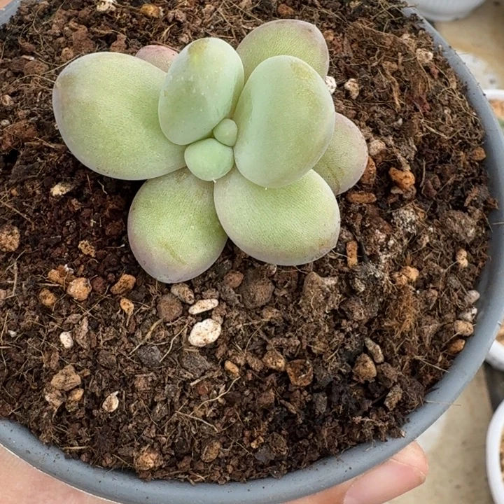 浩克（凯撒）单头  一物一拍