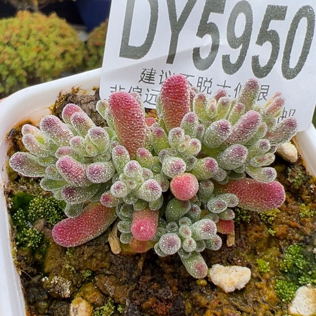 dy5950小精控冰晶锦冠幅3.8cm