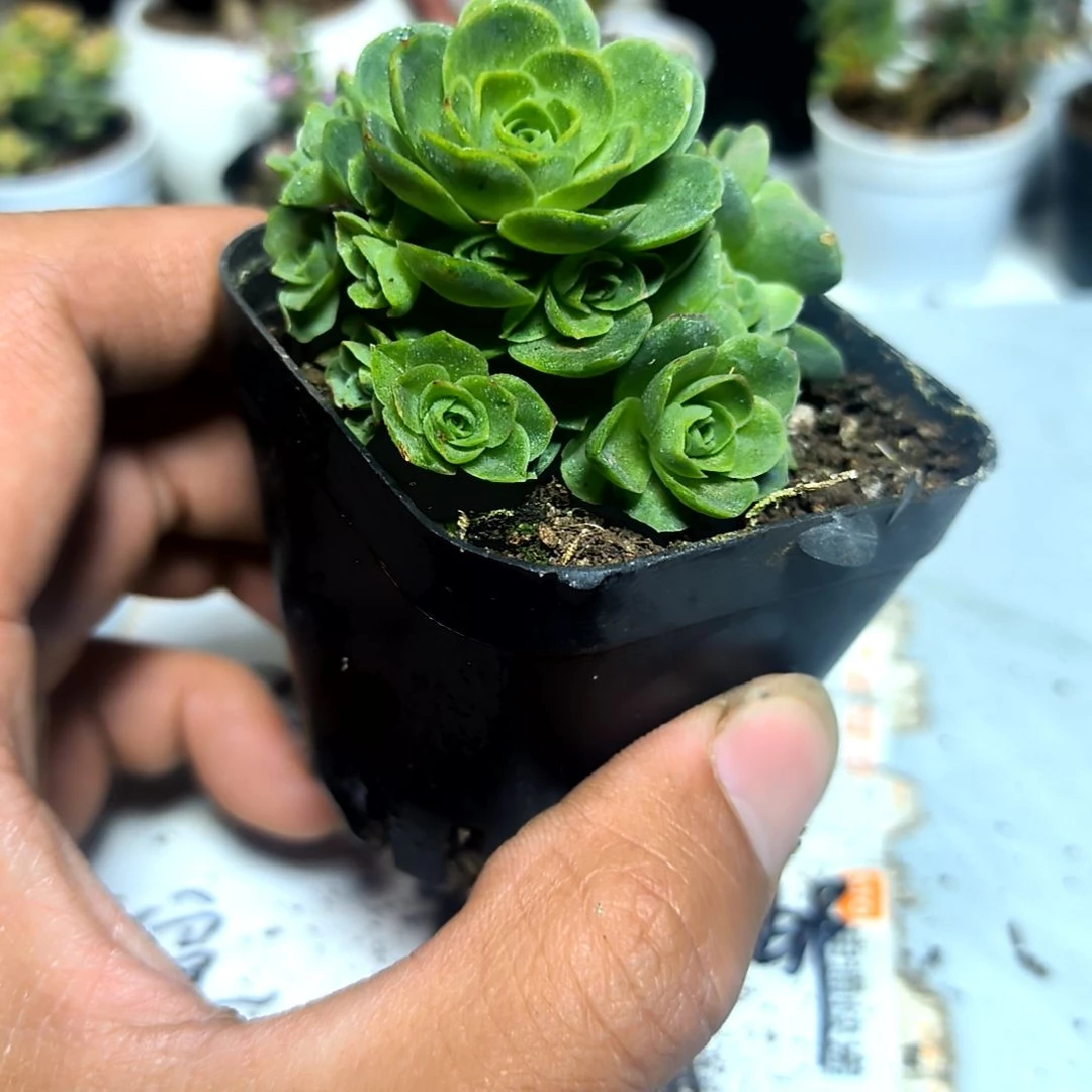 满9元包邮，山地玫瑰方盆