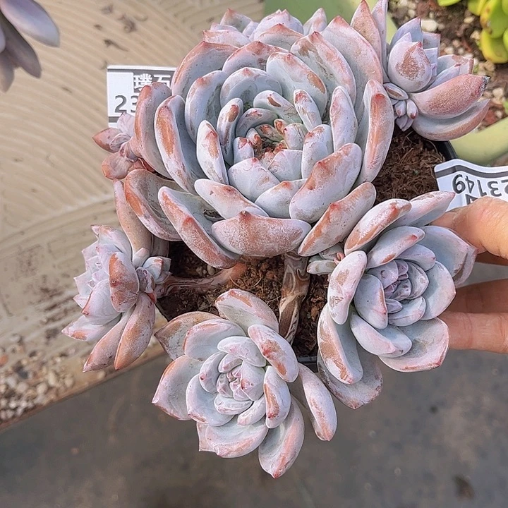 石榴籽23149多肉植物