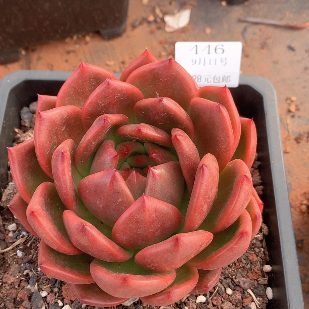 【闪购商品】云446号红钻15厘米