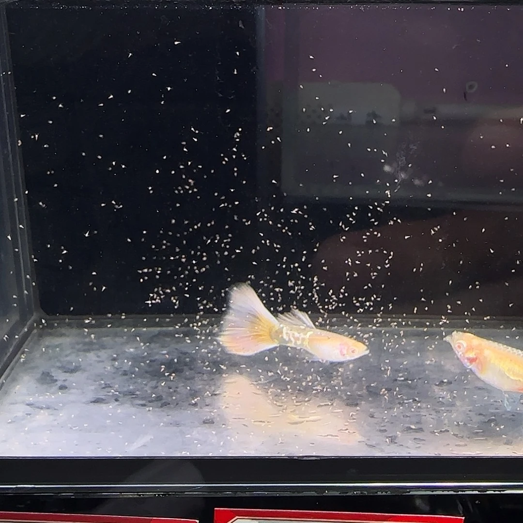 孔雀鱼樱花粉狮一对