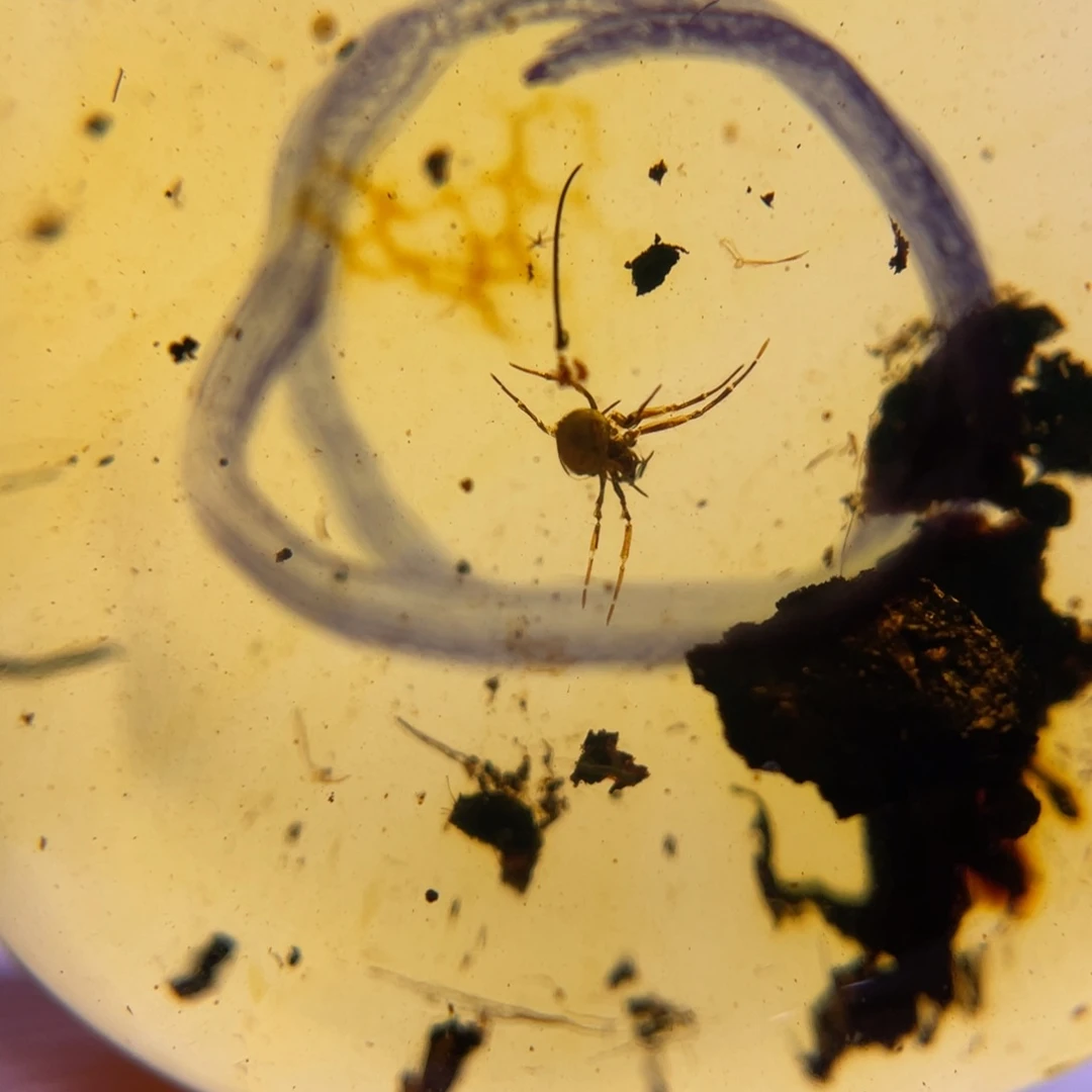 琥珀裸石未镶嵌？