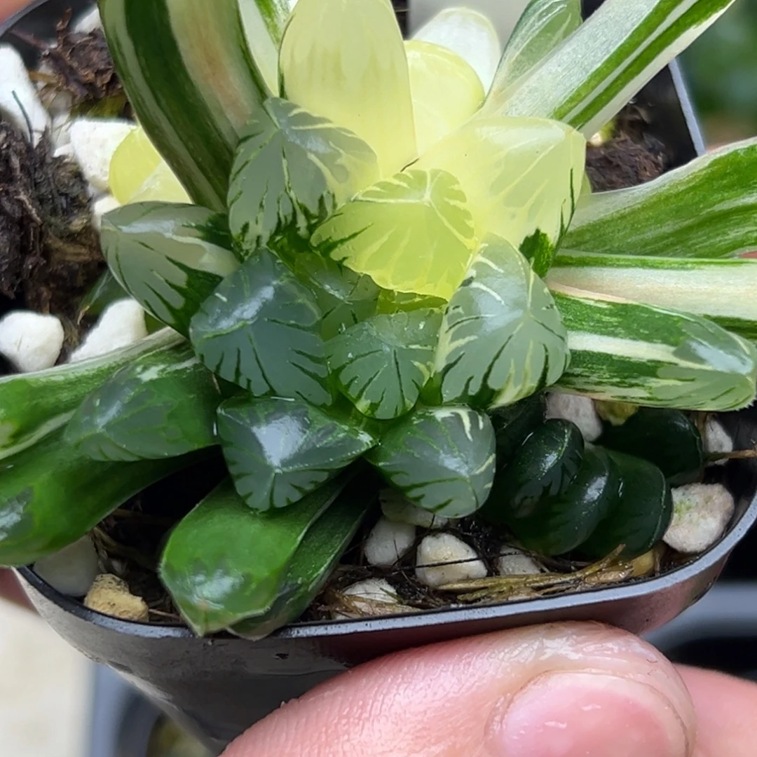 70残雪玉露锦一物一拍