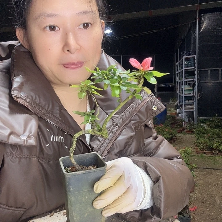 一***物无花朵映山红杜鹃