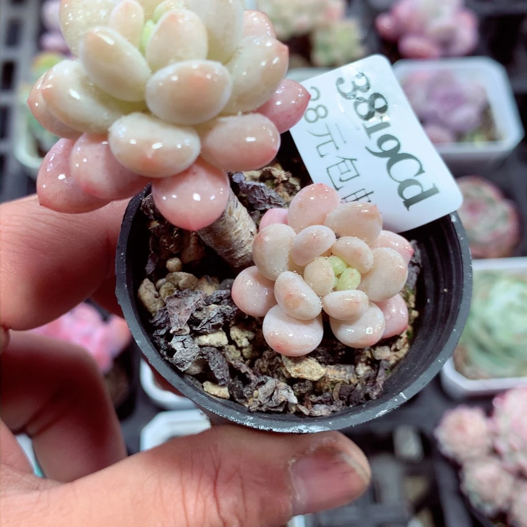 5厘米盆精控多肉3819