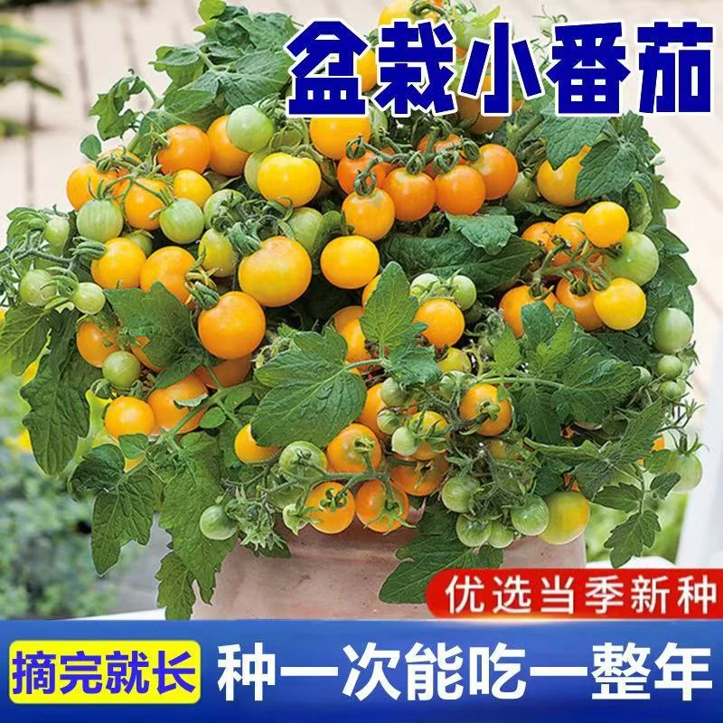 矮生番茄苗盆栽圣女果庭院蔬菜苗四季生长小西红柿