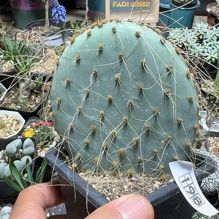 198毛里求斯脱土发货