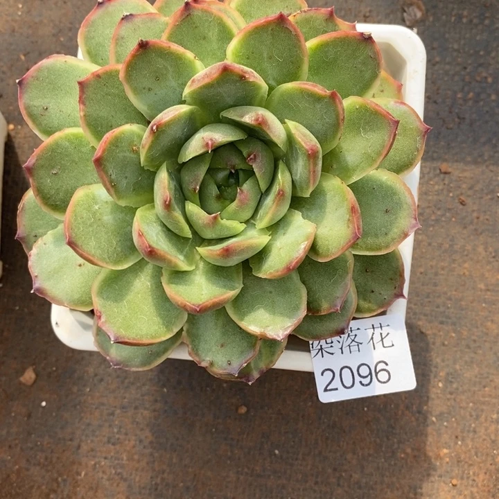 杨***好精品多肉植物2096