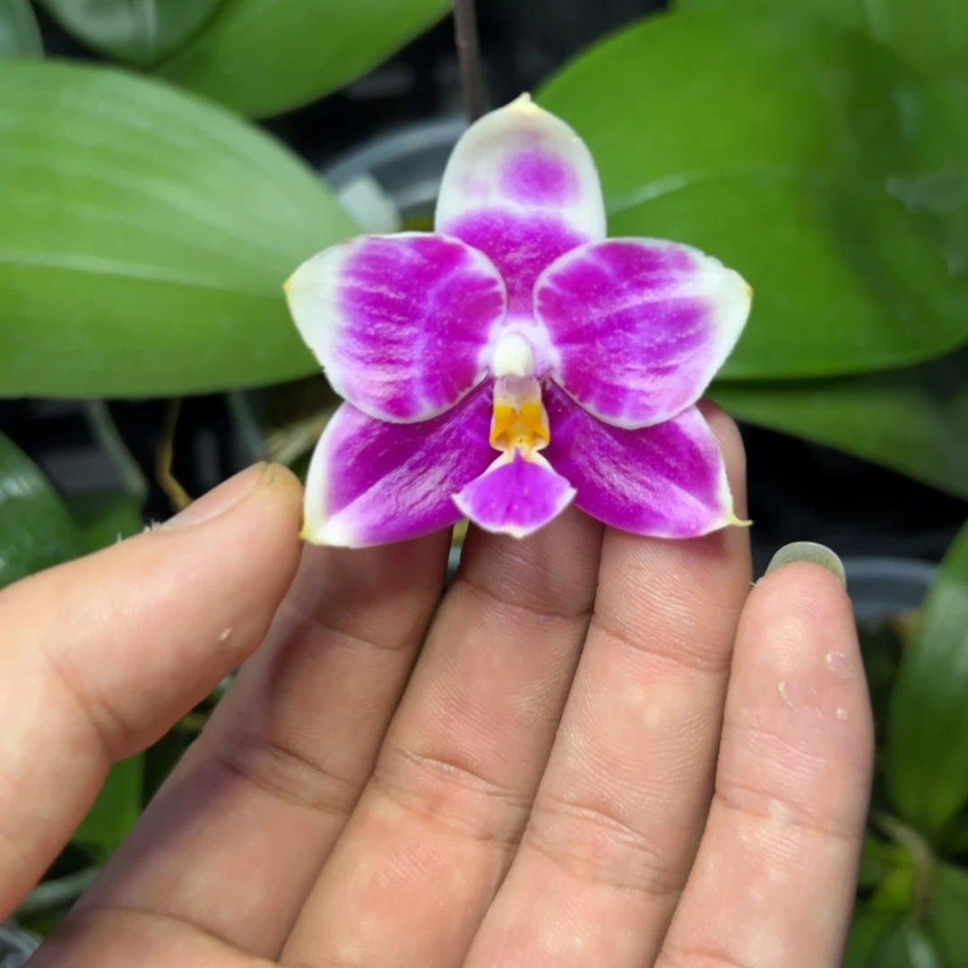 完全开放l779三寸ys1191