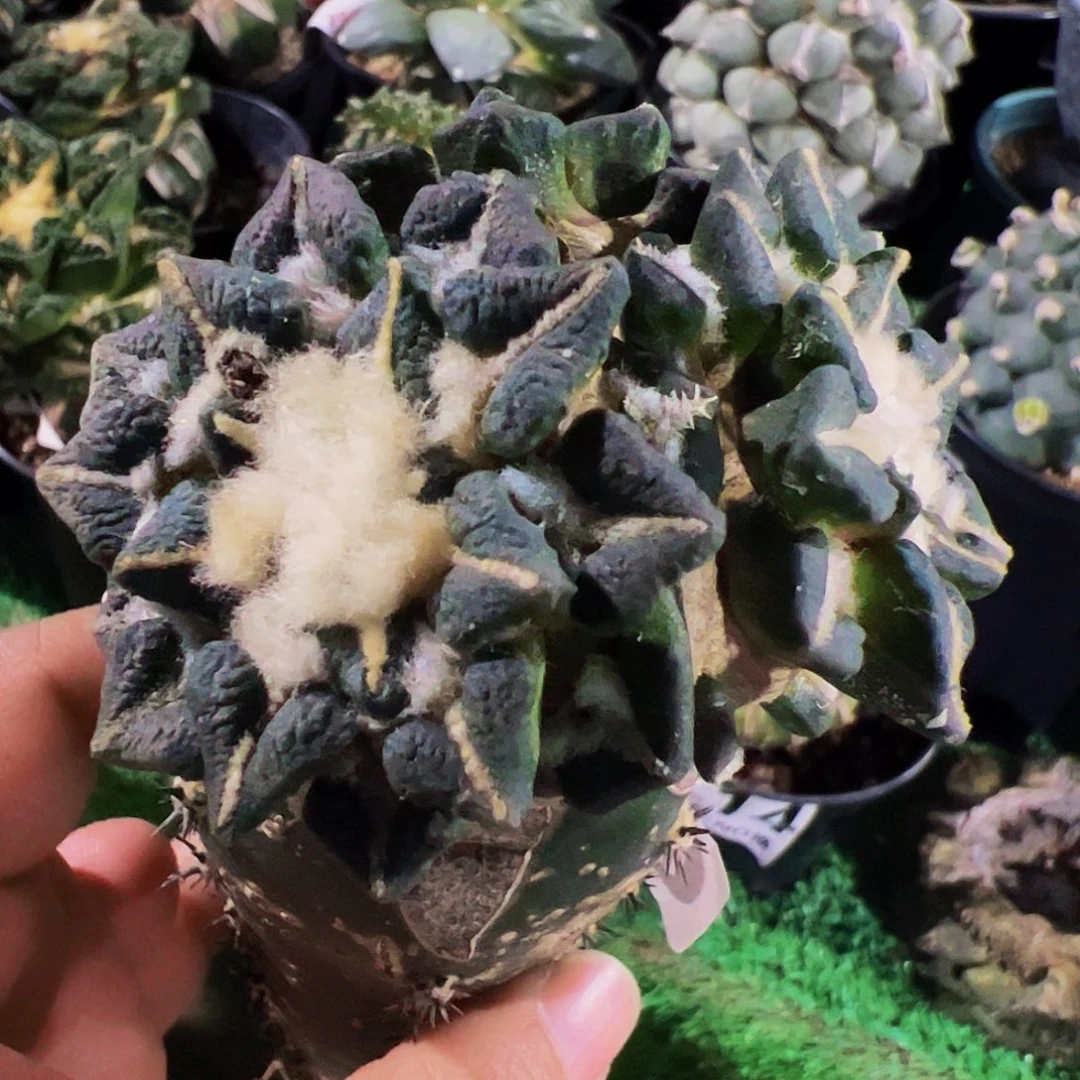 无花朵老*三头黑牡丹679