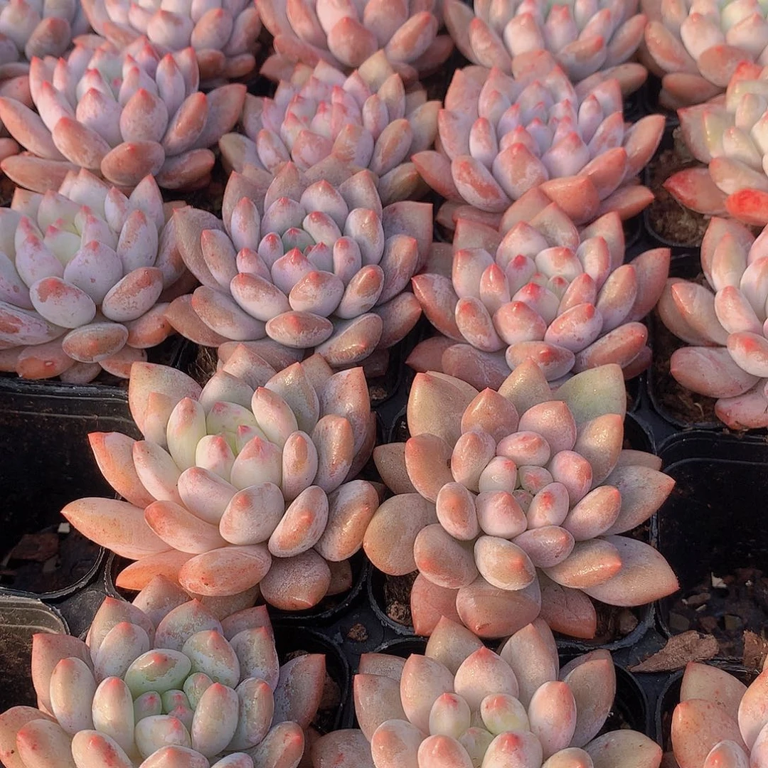 半夏3466788899999000